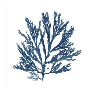 Foto 1 | Foto 1 | Cuadro Decorativo - Musgos Del Mar Del Pacífico Azul I - Wild Apple Portfolio - Arte Floral - Impresión En Lienzo-fine Art Tj