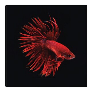 Foto 1 | Foto 1 | Cuadro Decorativo Fine Art Tj Pescado Beta Rojo Incado Arte Animales Impresión en Lienzo
