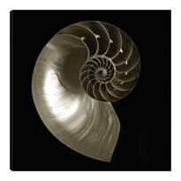 Cuadro Decorativo Fine Art Tj Nautilo Sobre Negro Ilona Wellmann