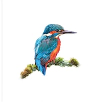 Lienzo Fine Art Lienzo Kingfisher 1 De The Ma 14x14 - Venta Internacional.