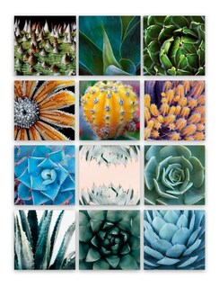 Foto 3 | Foto 3 | Tríptico Plantas Cactus Cuadros Decorativos Canvas Varios Mo