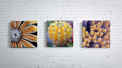 Foto 5 | Foto 5 | Tríptico Plantas Cactus Cuadros Decorativos Canvas Varios Mo