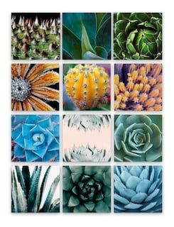 Foto 2 | Foto 2 | Tríptico Plantas Cactus Cuadros Decorativos Canvas Varios Mo