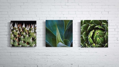 Foto 3 | Foto 3 | Tríptico Plantas Cactus Cuadros Decorativos Canvas Varios Mo