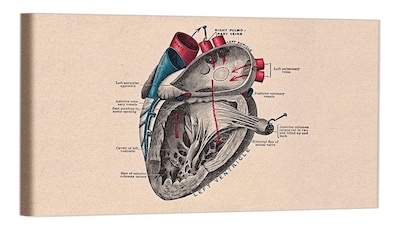 Foto 1 | Foto 1 | Cuadro Decorativo Canvas Para Consultorio Medico, Cuerpo