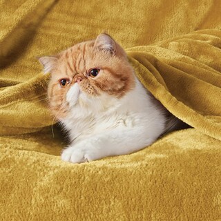 Foto 4 | Foto 4 | Manta De Cama Con Forro Polar Queen, Dorado Y Amarillo, Suave, 230 X 230 Cm - Venta Internacional.