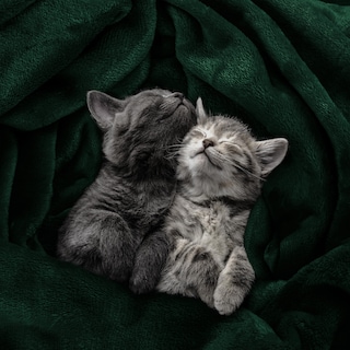 Foto 4 | Foto 4 | Cama Polar Blanket Utopia, Tamaño King, Color Verde Bosque, 300 G/m² - Venta Internacional.