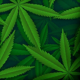 Foto 3 | Foto 3 | Cojín Square Providencia Weed Cool Verde