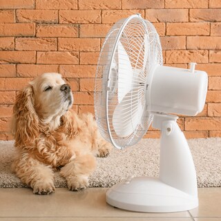 Foto 2 | Foto 2 | 2 Pack Ventilador De Escritorio Abanico De Mesa Oscilatorio