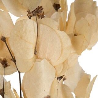 Foto 5 | Foto 5 | Hojas de Moneta Secas y Blanqueadas Vickerman - Venta Internacional