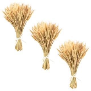 Foto 1 | Foto 1 | Tallos De Trigo Secos Uieke 45 Cm 300 Tallos Trigo 100% Natural - Venta Internacional.