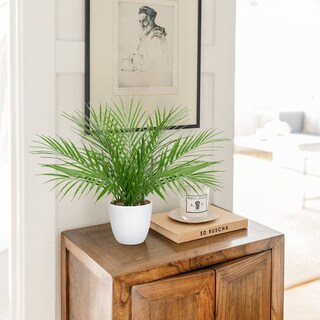 Foto 4 | Foto 4 | Palmera Artificial Briful De 38 Cm En Maceta Blanca Real Touch - Venta Internacional.