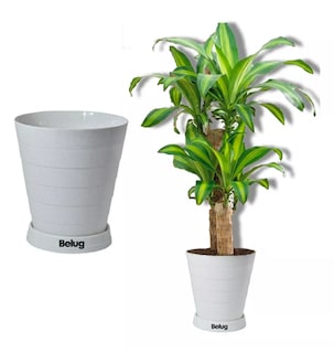 Foto 2 | Foto 2 | 2 Macetas Grandes Belug Moderna Minimalista Interior Exterior Plato, Blanco