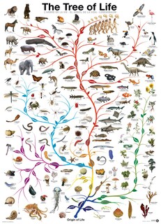 Foto 3 | Foto 3 | Puzzle Eurographics Evolution: El Árbol De La Vida 1000 Piezas - Venta Internacional.