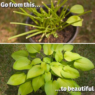 Foto 7 | Foto 7 | Aerosol Repelente De Conejos I Must Garden Con Aroma A Menta 946 Ml Listo - Venta Internacional.