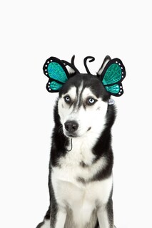 Foto 2 | Foto 2 | Disfraz De Perro Diadema Midlee Blue Butterfly Para Halloween - Venta Internacional.