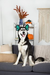 Foto 3 | Foto 3 | Disfraz De Perro Diadema Midlee Blue Butterfly Para Halloween - Venta Internacional.
