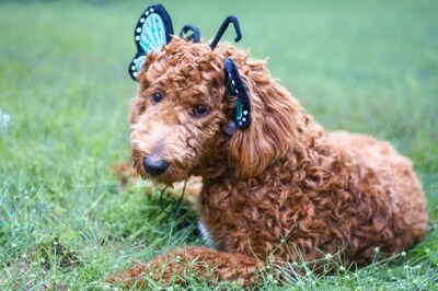 Foto 6 | Foto 6 | Disfraz De Perro Diadema Midlee Blue Butterfly Para Halloween - Venta Internacional.