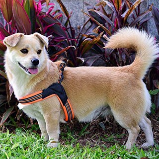 Foto 6 | Foto 6 | Arnés Para Perros Us Amy No Pull Acolchado Ultrasuave Para Perros - Venta Internacional.