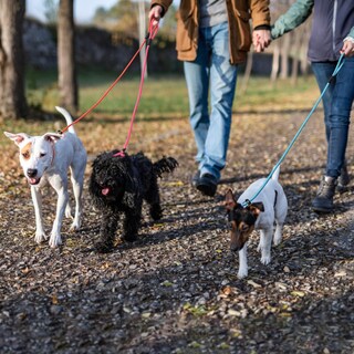 Foto 3 | Foto 3 | Correa Para Perros Slip Lead Fovrlzse Para Perros Pequeños Medianos Y Grandes X6 - Venta Internacional.
