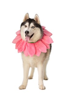 Foto 1 | Foto 1 | Collar De Flores Rosas Con Diseño De Perro Costume Comfycamper Para Halloween - Venta Internacional.