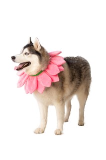 Foto 2 | Foto 2 | Collar De Flores Rosas Con Diseño De Perro Costume Comfycamper Para Halloween - Venta Internacional.