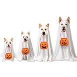 Disfraz De Perro Huhumy Para Halloween Y Fantasma Con Bolsa De Calabaza - Venta Internacional.