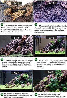 Foto 6 | Foto 6 | Paquete De 4 Semillas De Plantas De Acuario Hierba Viva Para Pecera - Venta Internacional.