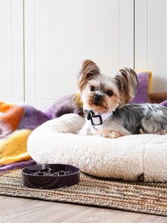 Foto 2 | Foto 2 | Cuenco De Cerámica Con Alimentación Lenta Para Perros Le Tauci Pet Para Razas Pequeñas Color Morado - Venta Internacional.