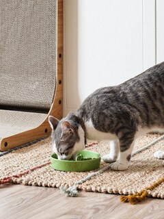 Foto 3 | Foto 3 | Cuenco De Cerámica Con Alimentación Lenta Para Perros Le Tauci Pet Para Razas Pequeñas Color Morado - Venta Internacional.
