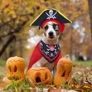 Foto 7 | Foto 7 | Set De Disfraz De Pirata Para Perro Huhumy Con Sombrero Pañuelo Capa Y Máscara De Ojos - Venta Internacional.