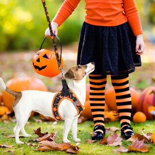 Foto 7 | Foto 7 | Juego De Arneses Para Perros Pupteck Ajustable Sin Tirones Xs - Venta Internacional.