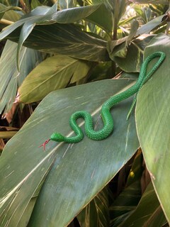 Foto 4 | Foto 4 | Batería Hohajiu Con Forma De Serpiente Falsa Realista Realista 10 Unidades 45 Cm - Venta Internacional.