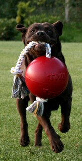 Foto 4 | Foto 4 | Juguete Para Perros Jolly Pets Romp-n-roll Con Cuerda Y Pelota De 20 Cm Color Naranja - Venta Internacional.