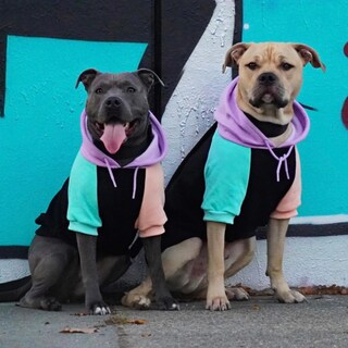 Foto 4 | Foto 4 | Sudadera Con Capucha Para Perro Spark Paws Cyber Punk Premium Quality 3xl - Venta Internacional.