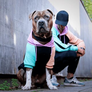 Foto 6 | Foto 6 | Sudadera Con Capucha Para Perro Spark Paws Cyber Punk Premium Quality 3xl - Venta Internacional.
