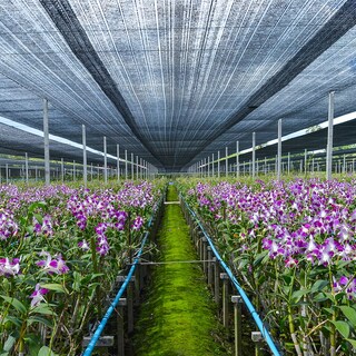 Foto 7 | Foto 7 | Lona De Malla De Polietileno De Alta Densidad Shade Cloth Keten 40% 6 X 9 M Resistente A Los Rayos Uv - Venta Internacional.