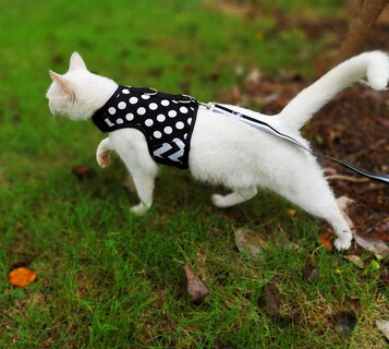 Foto 3 | Foto 3 | Set De Arnés Y Correa Para Gatos Yizhi Miaow Ajustable Con Lunares - Venta Internacional.