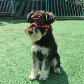 Foto 6 | Foto 6 | Gafas De Sol Con Protección Uv Petleso Para Perros De Tamaño Mediano - Venta Internacional.