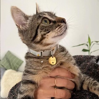 Foto 7 | Foto 7 | Etiqueta Con Forma De Gato Acatinthetree Bonitos Símbolos Estilo 316 Acero Inoxidable - Venta Internacional.