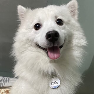 Foto 6 | Foto 6 | Etiquetas De Identificación Adoginthehouse 316 De Acero Inoxidable Quirúrgico Para Mascotas - Venta Internacional.