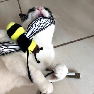 Foto 6 | Foto 6 | Paquetes De Botellas Catnip Toy Y Catnip Blend Meowijuana - Venta Internacional.