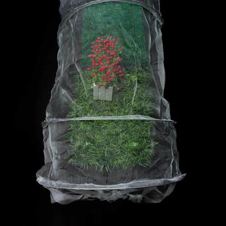 Foto 1 | Foto 1 | Malla Para Plantas Sombra Insectos Y Pájaros Barrera Para Jardín 30 X 45 Cm - Venta Internacional.