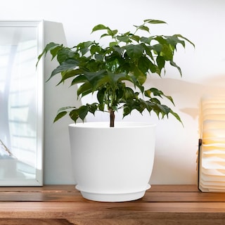 Foto 4 | Foto 4 | Set De 2 Macetas Sun-e De Plástico Para Exteriores E Interiores 30 Cm Color Blanco - Venta Internacional.