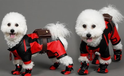 Foto 6 | Foto 6 | Disfraz De Perro Kakufunny Deluxe Superdog Superhero Christmas - Venta Internacional.