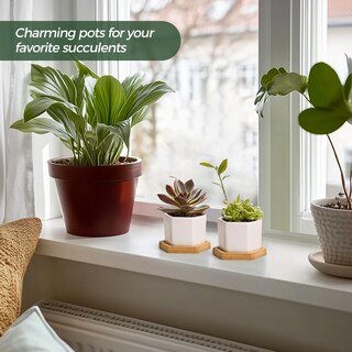 Foto 3 | Foto 3 | Macetas T4u Pequeñas Con Forma De Hexágono De Cerámica Blanca Para Suculentas Juego De 4 Unidades - Venta Internacional.