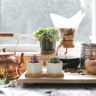 Foto 7 | Foto 7 | Macetas T4u Pequeñas Con Forma De Hexágono De Cerámica Blanca Para Suculentas Juego De 4 Unidades - Venta Internacional.