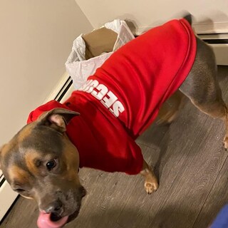Foto 6 | Foto 6 | Sudadera Con Capucha Para Perro Bingpet Security Para Clima Frío Talla Xl - Venta Internacional.