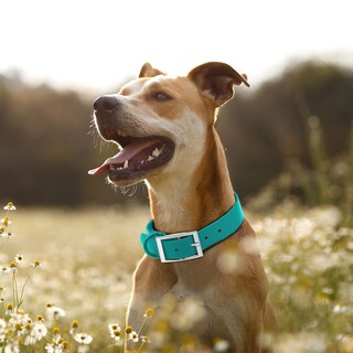 Foto 6 | Foto 6 | Collar Para Perro Wisedog Impermeable Con Ajuste Múltiple De 18 A 60 Cm Color Verde - Venta Internacional.