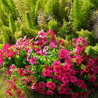 Foto 4 | Foto 4 | Flores Artificiales Trytuny Resistentes A Los Rayos Uv Para Exteriores  20 Unidades - Venta Internacional.